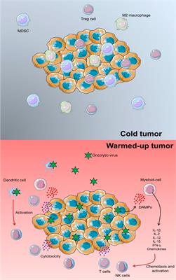 Dendritic cells and natural killer cells: The road to a successful oncolytic virotherapy